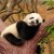 M熊猫M 报名时间：2018-07-18 14:55