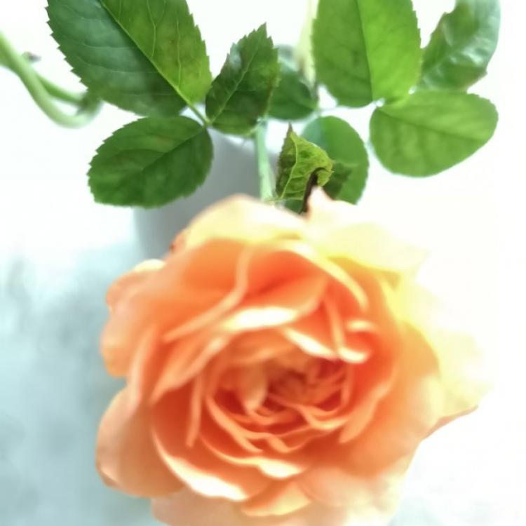 小小的小船 报名时间:2025-01-02 10:34