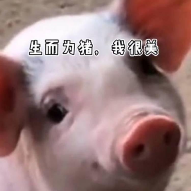 dongxiao 报名时间:2018-06-06 09:18