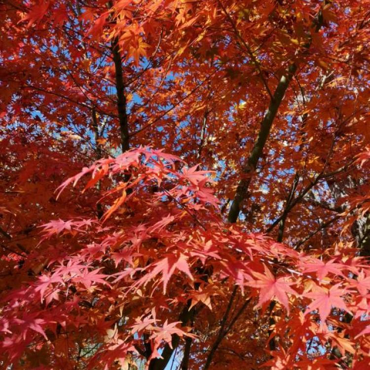 秋风 报名时间:2021-03-28 19:53